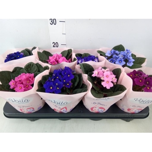 Saintpaulia   ...mix