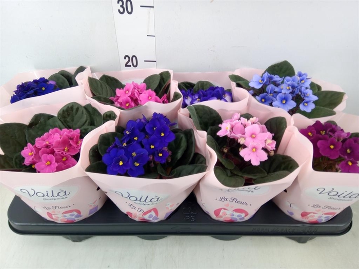 <h4>Saintpaulia   ...mix</h4>