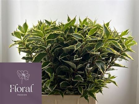 <h4>Weigela Fl Elstead</h4>