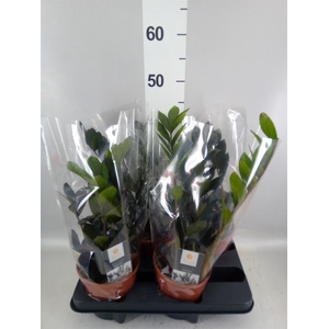 Zamioculcas zamiifolia 'Dowon'