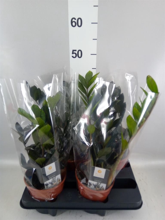 <h4>Zamioculcas zamiifolia 'Dowon'</h4>