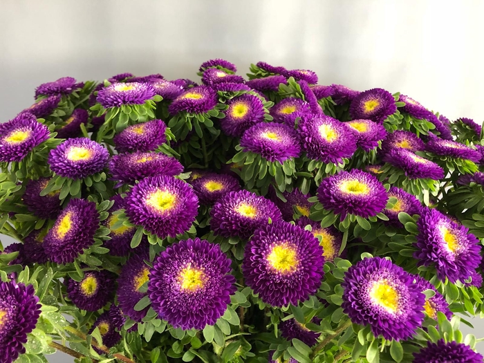 <h4>Callistephus Matsumoto Dark Blue (x bunche)</h4>