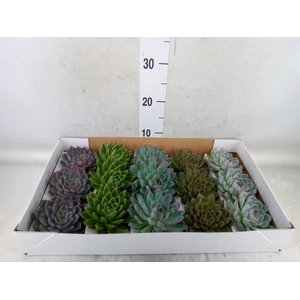 Echeveria   ...mix