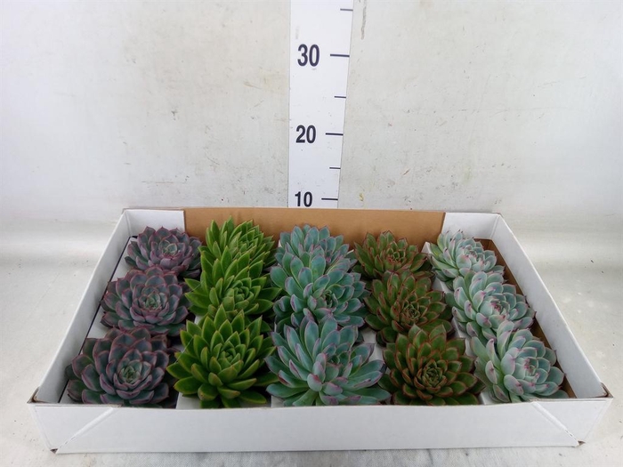 <h4>Echeveria   ...mix</h4>