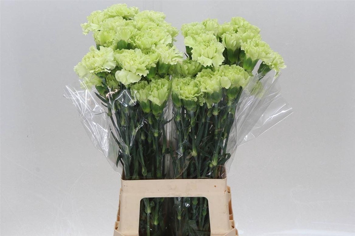 <h4>Anjer Lang Emerald</h4>