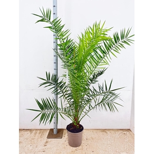 PHOENIX CANARIENSIS