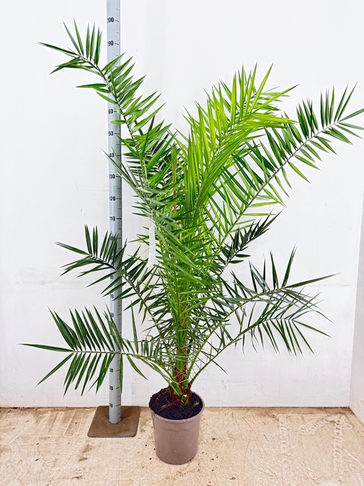 <h4>PHOENIX CANARIENSIS</h4>