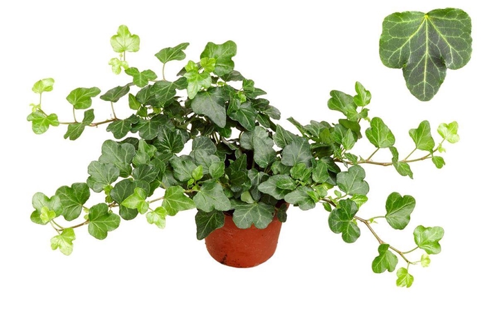 <h4>Hedera He Wonder</h4>