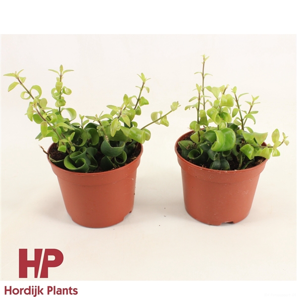 <h4>P12 cm - Aeschynanthus Rasta</h4>