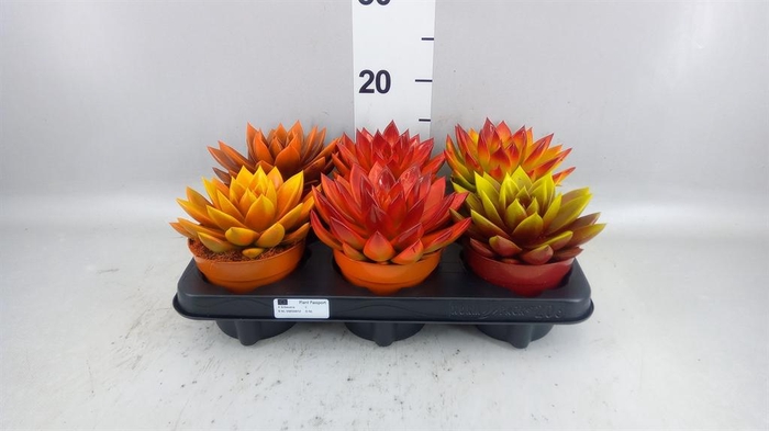 <h4>Echeveria 'Miranda'</h4>