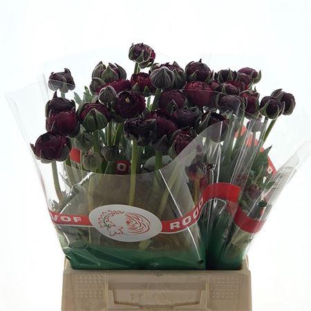 <h4>Ran Aazur Bordeaux</h4>