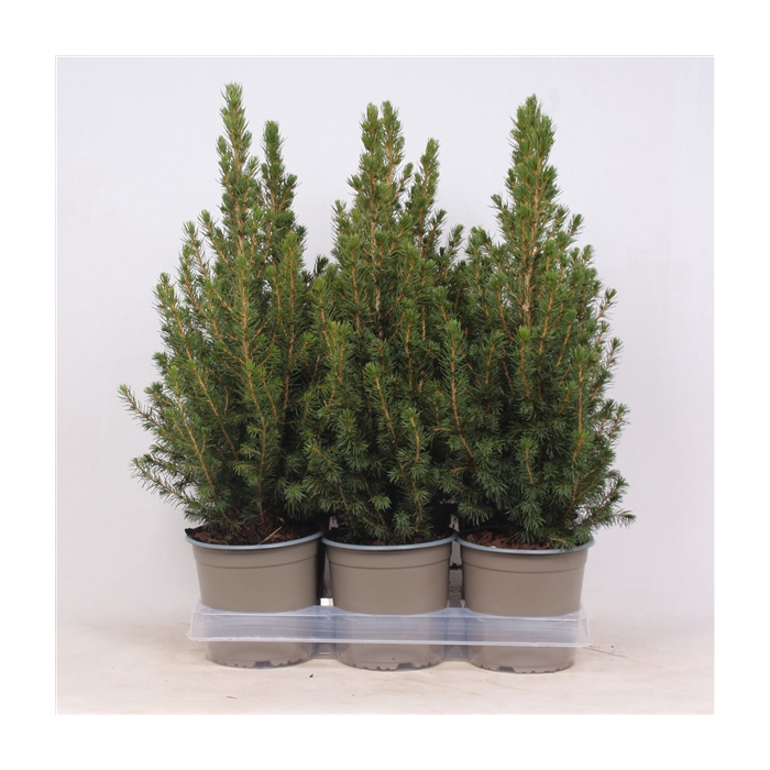 <h4>Picea glauca 'Conica'</h4>