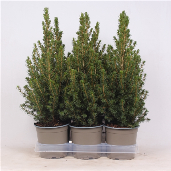 Picea glauca 'Conica'