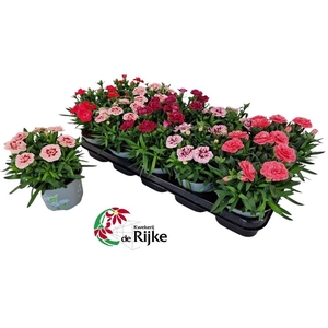 Dianthus Oscar