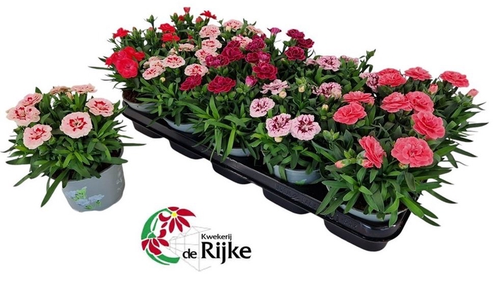 <h4>Dianthus Oscar</h4>