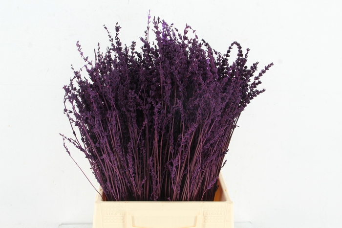 <h4>DF Lavender Bs Dark Lila</h4>