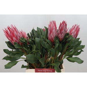 Protea Cyn. Claire