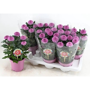 CHRYS FP ABBEY PINK
