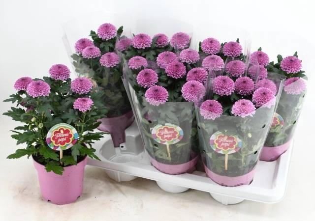 <h4>CHRYS FP ABBEY PINK</h4>