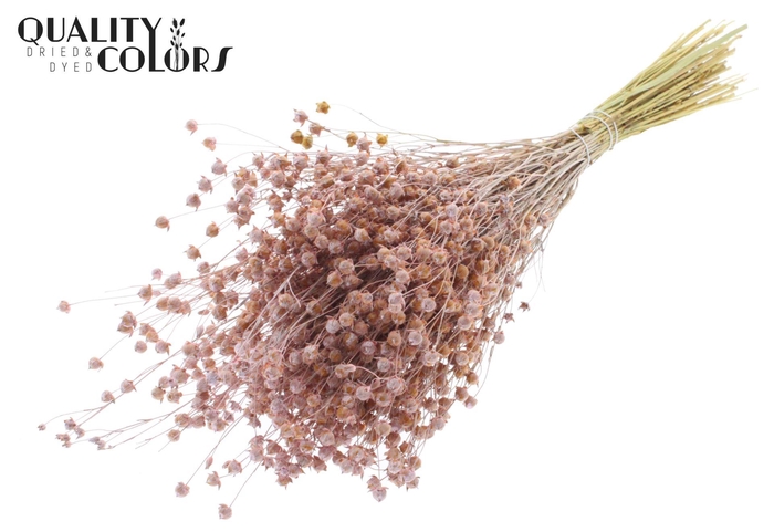 <h4>Droogbloemen   ...bewerkt H%</h4>