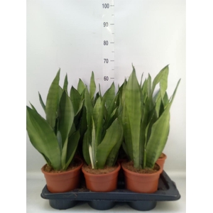 Sansevieria trifa. 'Moonshine'