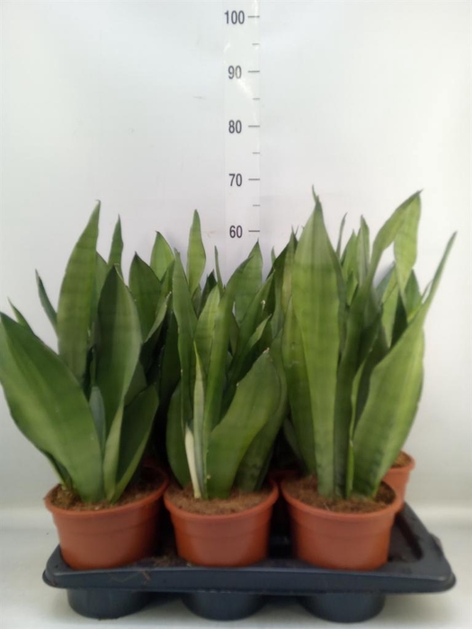 <h4>Sansevieria trifa. 'Moonshine'</h4>