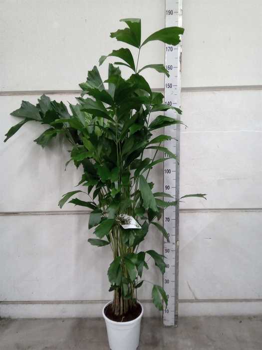 <h4>Caryota mitis</h4>