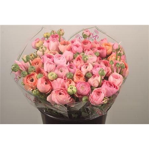 Ran.. Su Pastel Mix Extra