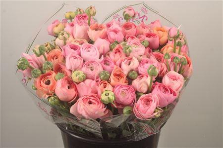 Ran.. Su Pastel Mix Extra