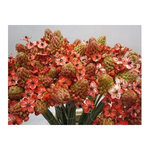 ORNIT SAUNDERSIAE ROSE