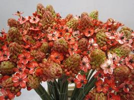 <h4>ORNIT SAUNDERSIAE ROSE</h4>