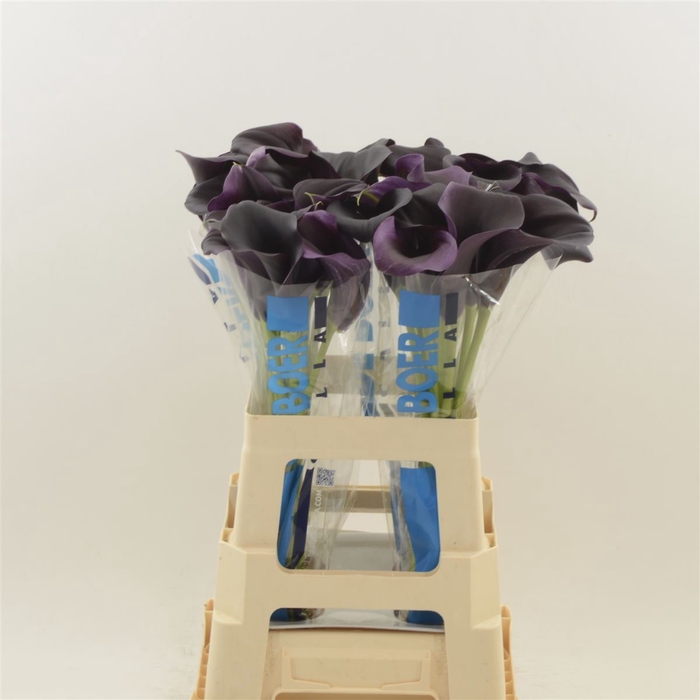 <h4>Calla Carrera</h4>