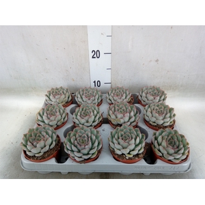 Echeveria  'Hercules'