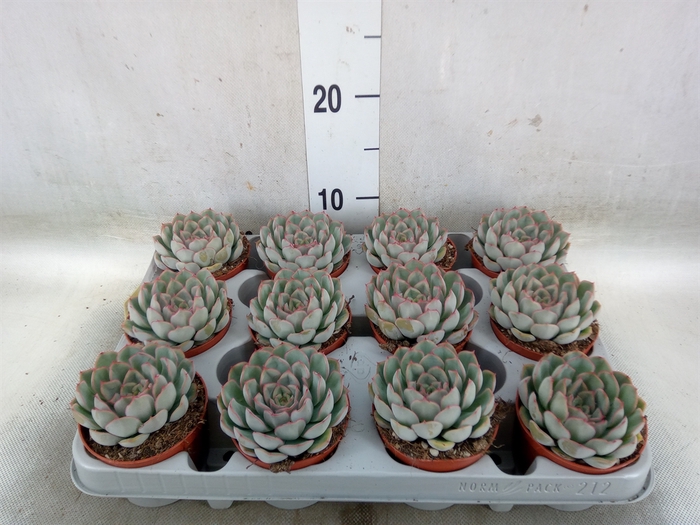 <h4>Echeveria  'Hercules'</h4>