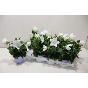 Platyco Gr Astra Whi