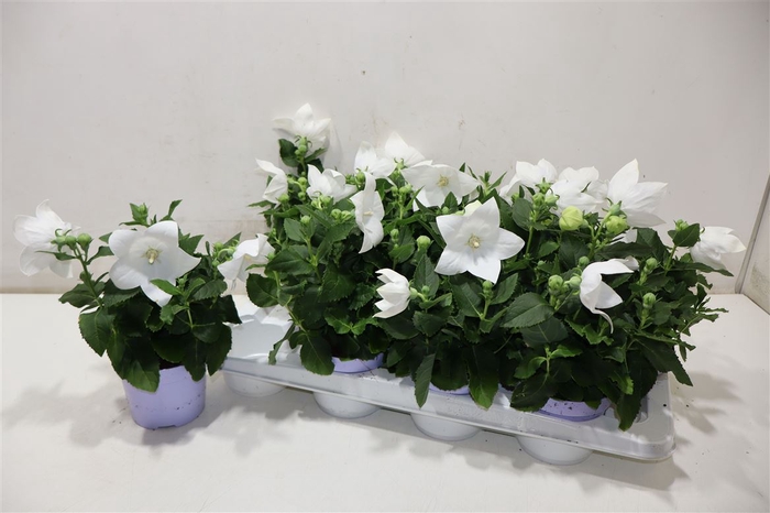 <h4>Platyco Gr Astra Whi</h4>
