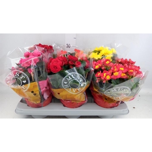 Begonia elat. DU   ...mix