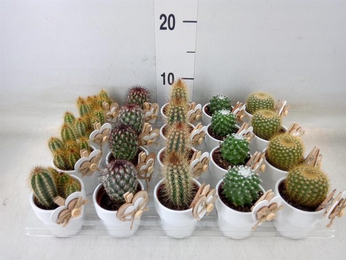<h4>Cactus   ...mix</h4>