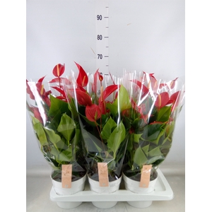 Anthurium  'Banderola Roja'