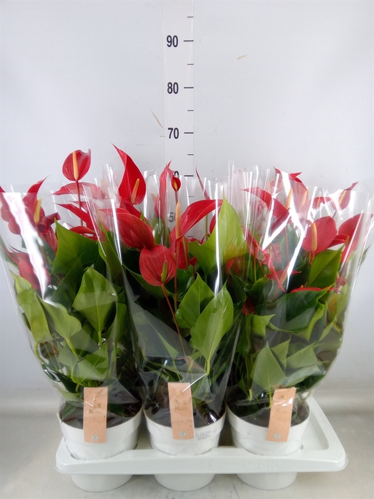 <h4>Anthurium  'Banderola Roja'</h4>