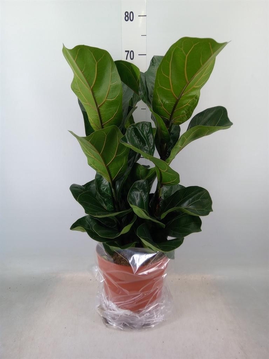 <h4>Ficus lyrata 'Bambino'</h4>