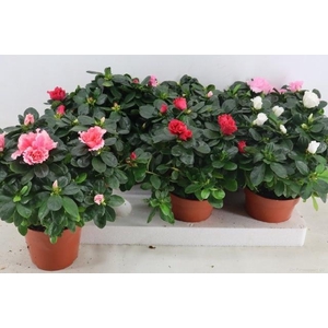 RHODO SI VOGEL GEM