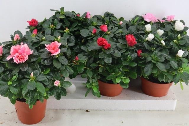 <h4>RHODO SI VOGEL GEM</h4>