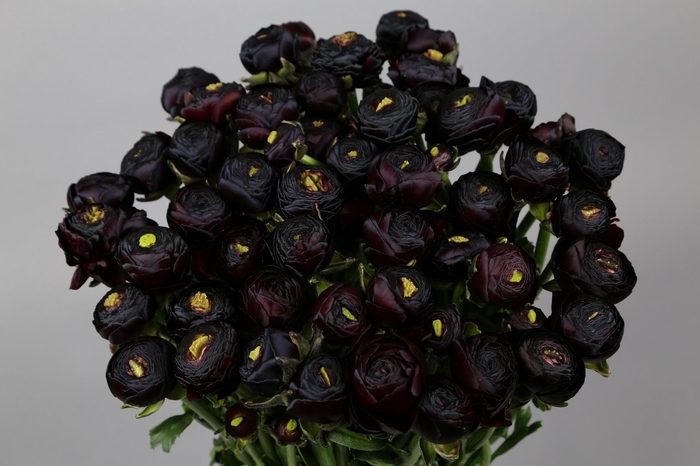 Ranunculus Clooney Nerone Extra
