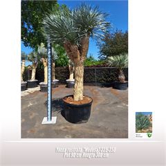 Yucca rostrata 