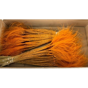 Df Stypha 60cm Bs Orange