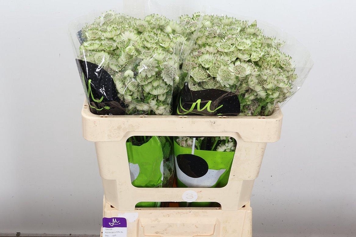 <h4>Astr Billion Sta Xl 50cm</h4>