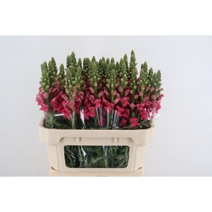 ANTIR AVIGNON ROSE