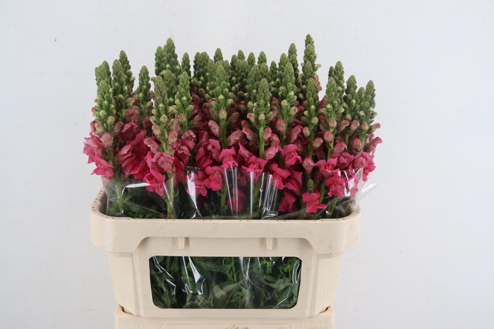 <h4>ANTIR AVIGNON ROSE</h4>