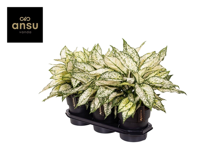 <h4>Aglaonema White Kiwi</h4>